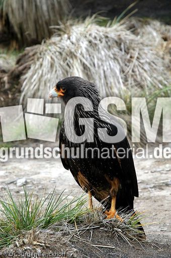 Geierfalke (7 von 11).jpg